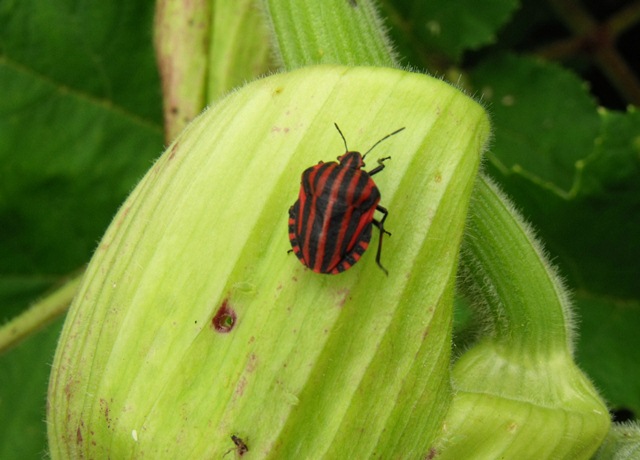 Graphosoma italicum?